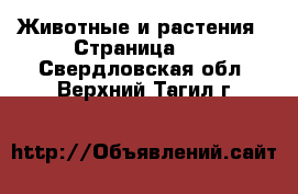 Животные и растения - Страница 10 . Свердловская обл.,Верхний Тагил г.